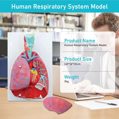 Labzio - Human Lung and Respiratory System Model, Life Size, 7 Removable parts including 2 parts Heart and detachable Larynx, detailed key card included