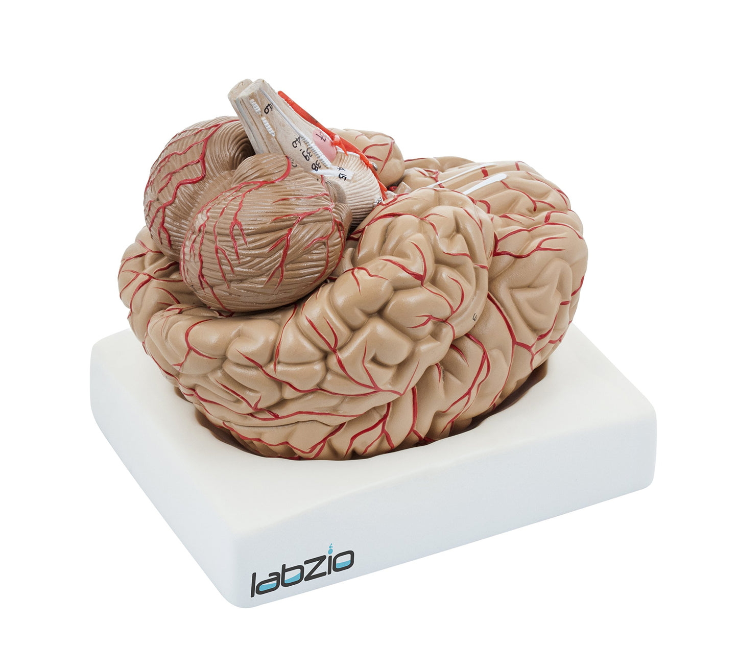 Premium Human Brain Model Life Size Shows Arteries and Dissects Into 8 Parts Anatomical Model with Detailed Key Card