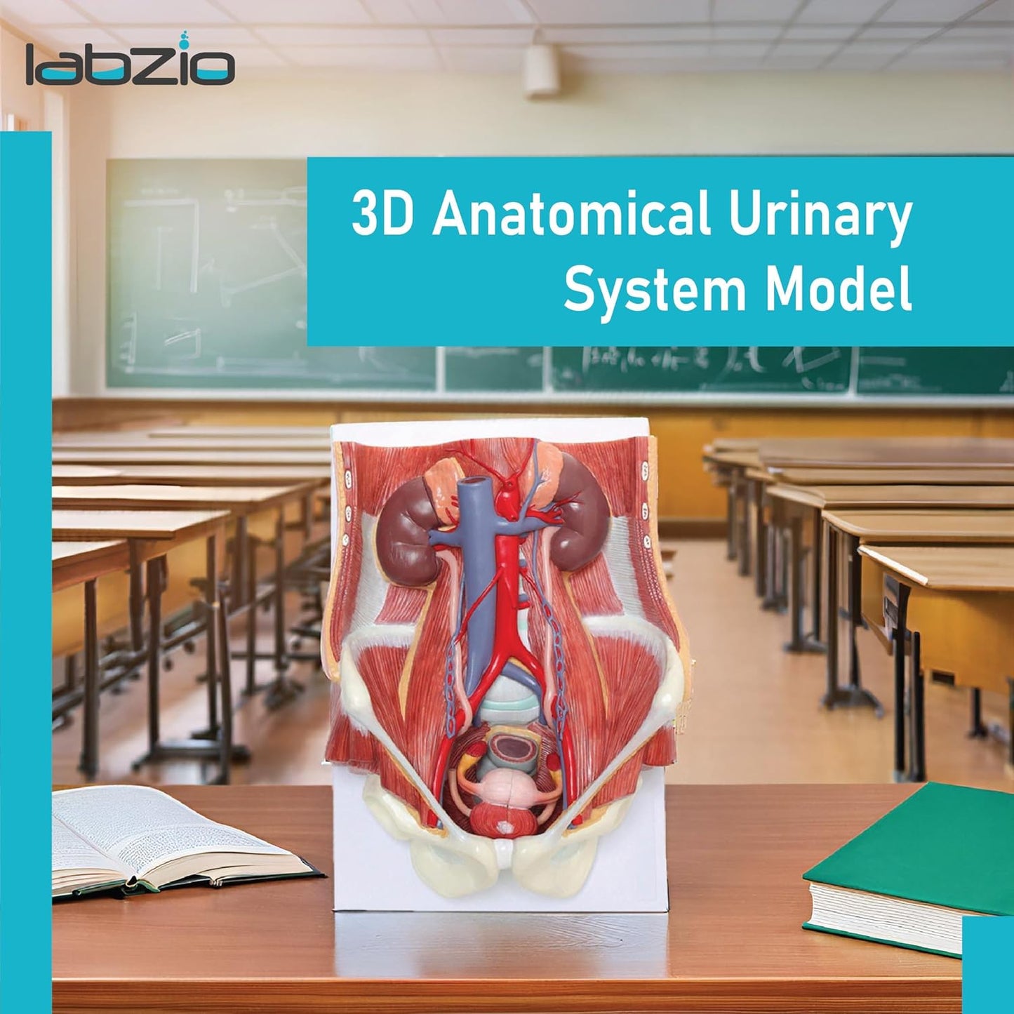 Labzio Anatomical Urinary System Model - Detailed Urology Anatomy Model for Educational & Medical Illustration - 3D Human Urinary Tract Structure