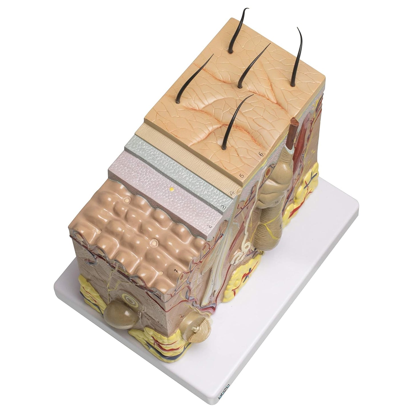 Labzio - Human Skin Anatomical Model | Enlarged 70 Times Premium Quality | Deepen Your Knowledge About Human Skin With This Skin Model