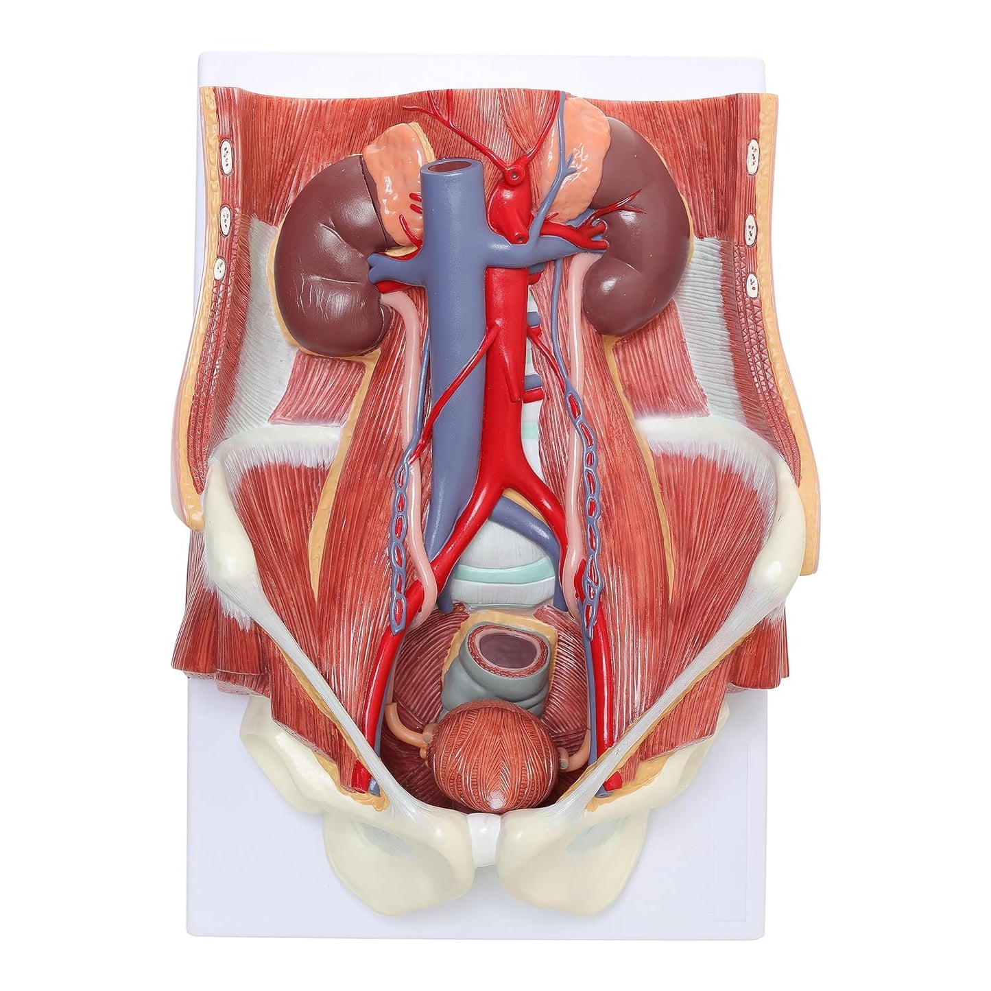 Labzio Anatomical Urinary System Model - Detailed Urology Anatomy Model for Educational & Medical Illustration - 3D Human Urinary Tract Structure