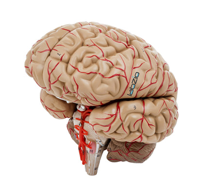 Premium Human Brain Model Life Size Shows Arteries and Dissects Into 8 Parts Anatomical Model with Detailed Key Card