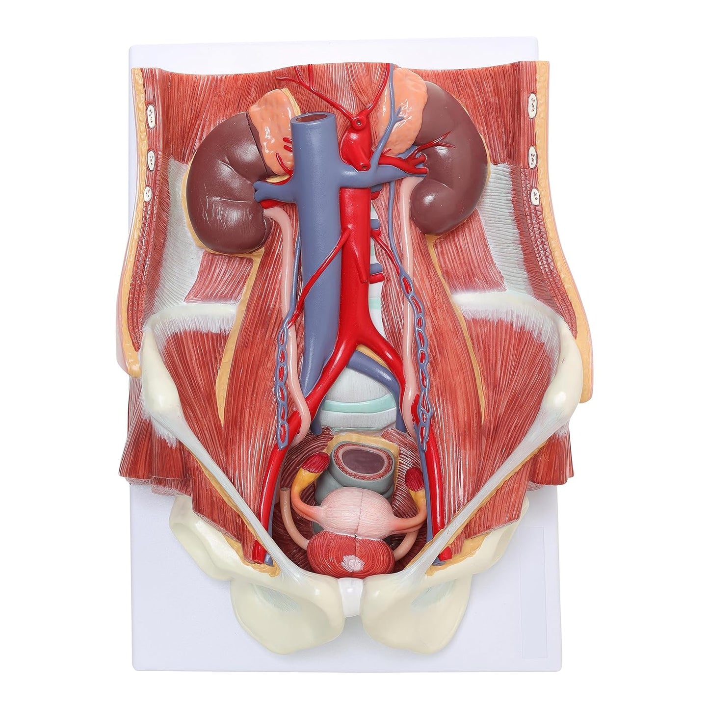 Labzio Anatomical Urinary System Model - Detailed Urology Anatomy Model for Educational & Medical Illustration - 3D Human Urinary Tract Structure