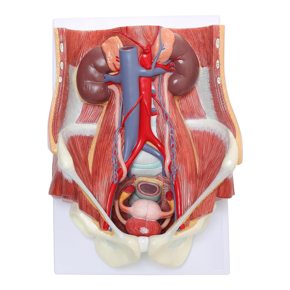Labzio Anatomical Urinary System Model - Detailed Urology Anatomy Model ...