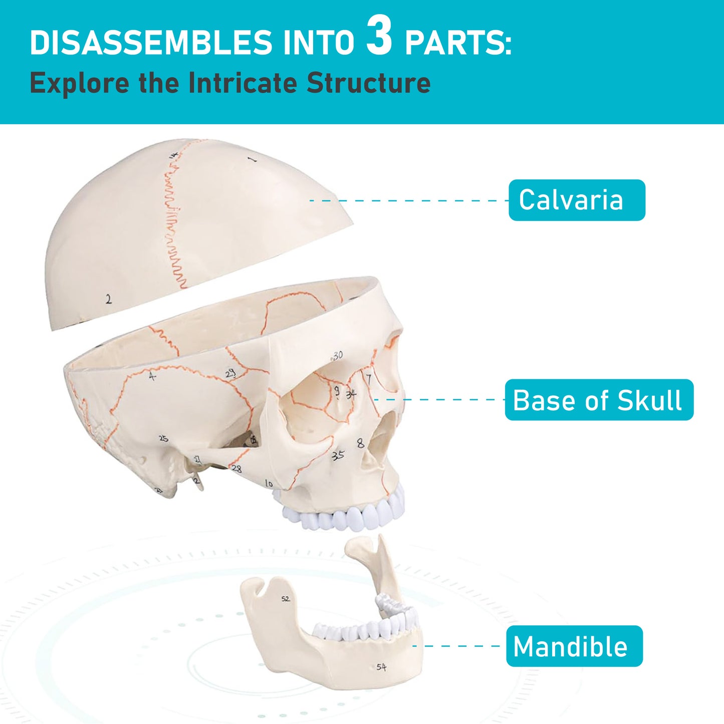 Life Size Human Skull Model for Anatomy, Premium Skull with Extremely Detailed 54 Numbered Features, Landmarks are Numbered by Hand for Extreme Precision (Sutures, Foramen and Other Details)
