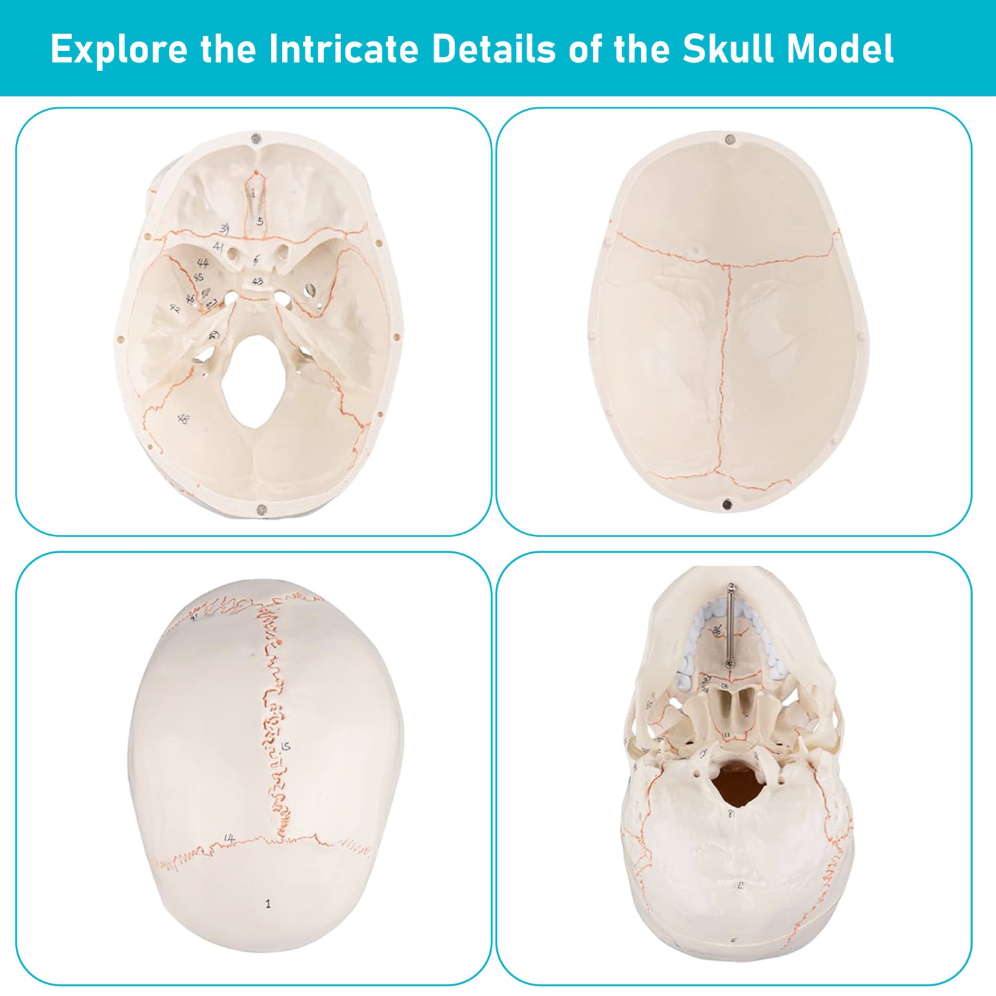 Life Size Human Skull Model for Anatomy, Premium Skull with Extremely Detailed 54 Numbered Features, Landmarks are Numbered by Hand for Extreme Precision (Sutures, Foramen and Other Details)
