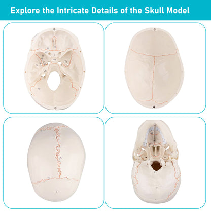 Life Size Human Skull Model for Anatomy, Premium Skull with Extremely Detailed 54 Numbered Features, Landmarks are Numbered by Hand for Extreme Precision (Sutures, Foramen and Other Details)