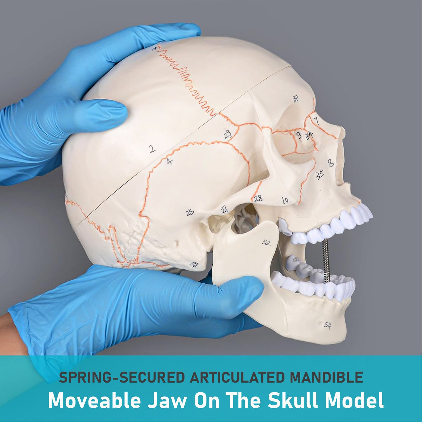 Life Size Human Skull Model for Anatomy, Premium Skull with Extremely Detailed 54 Numbered Features, Landmarks are Numbered by Hand for Extreme Precision (Sutures, Foramen and Other Details)