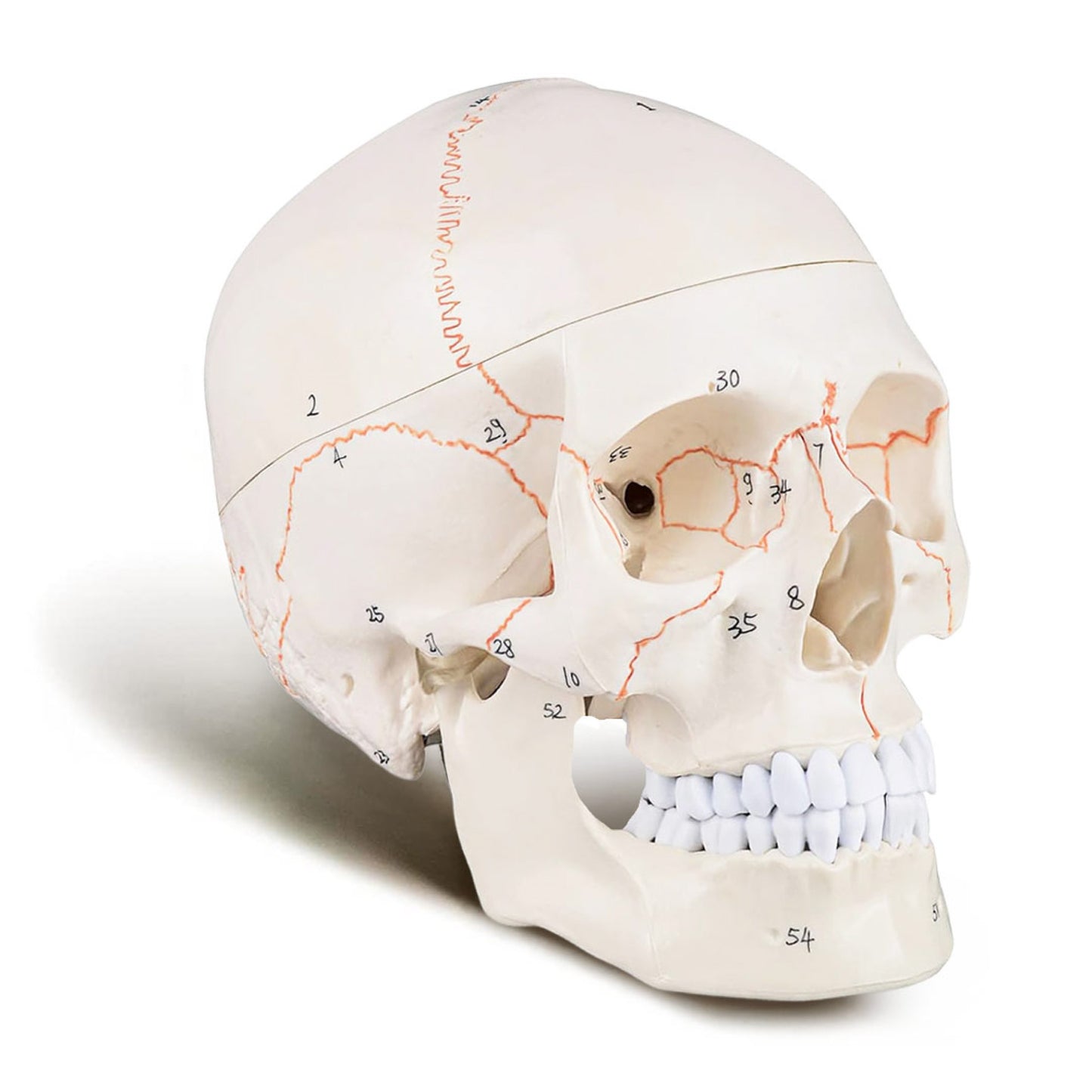 Life Size Human Skull Model for Anatomy, Premium Skull with Extremely Detailed 54 Numbered Features, Landmarks are Numbered by Hand for Extreme Precision (Sutures, Foramen and Other Details)