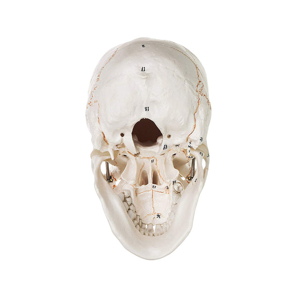 Life Size Premium Human Skull With Removable Calvarium