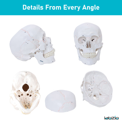 Life Size Human Skull Model for Anatomy, Premium Skull with Extremely Detailed 55 Numbered Features, Landmarks are Numbered by Hand for Extreme Precision (Sutures, Foramen and Other Details)
