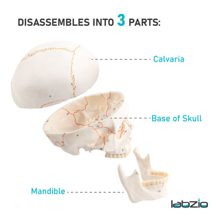 Life Size Human Skull Model for Anatomy, Premium Skull with Extremely Detailed 54 Numbered Features, Landmarks are Numbered by Hand for Extreme Precision (Sutures, Foramen and Other Details) (Copy)