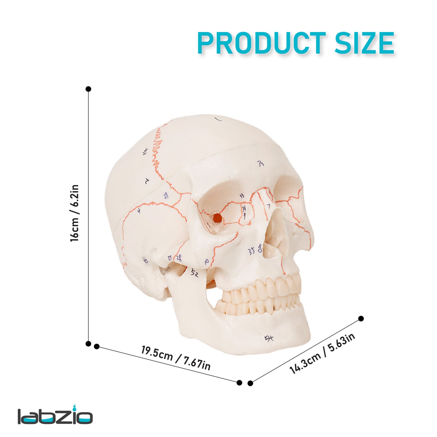 Life Size Human Skull Model for Anatomy, Premium Skull with Extremely Detailed 54 Numbered Features, Landmarks are Numbered by Hand for Extreme Precision (Sutures, Foramen and Other Details) (Copy)