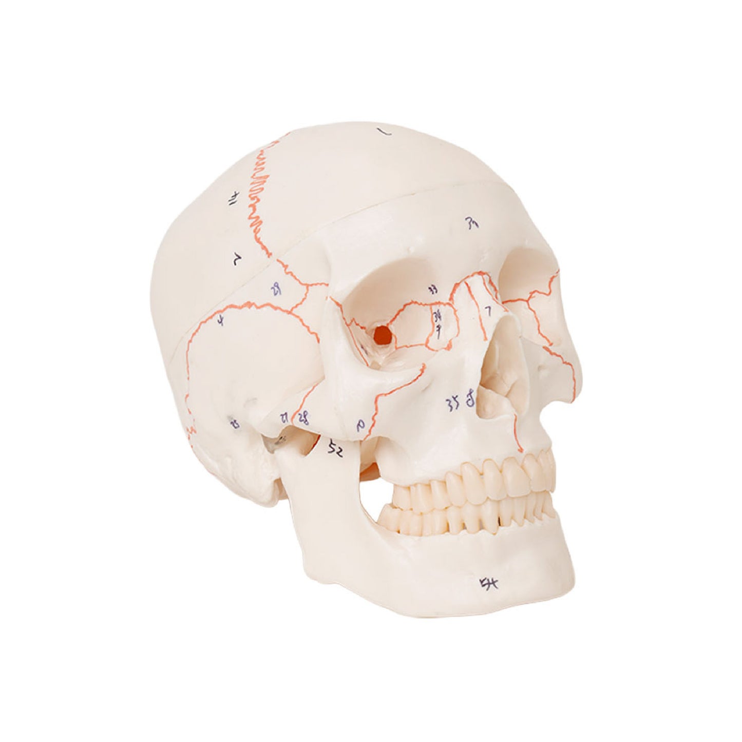 Life Size Human Skull Model for Anatomy, Premium Skull with Extremely Detailed 54 Numbered Features, Landmarks are Numbered by Hand for Extreme Precision (Sutures, Foramen and Other Details) (Copy)