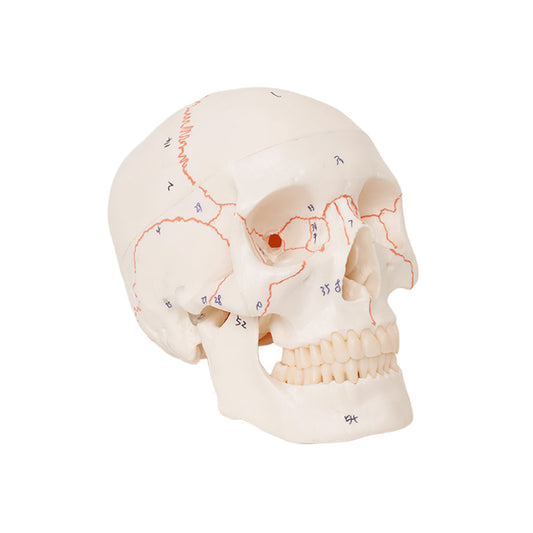 Life Size Human Skull Model for Anatomy, Premium Skull with Extremely Detailed 54 Numbered Features, Landmarks are Numbered by Hand for Extreme Precision (Sutures, Foramen and Other Details) (Copy)