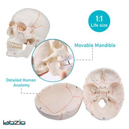 Life Size Human Skull Model for Anatomy, Premium Skull with Extremely Detailed 54 Numbered Features, Landmarks are Numbered by Hand for Extreme Precision (Sutures, Foramen and Other Details) (Copy)