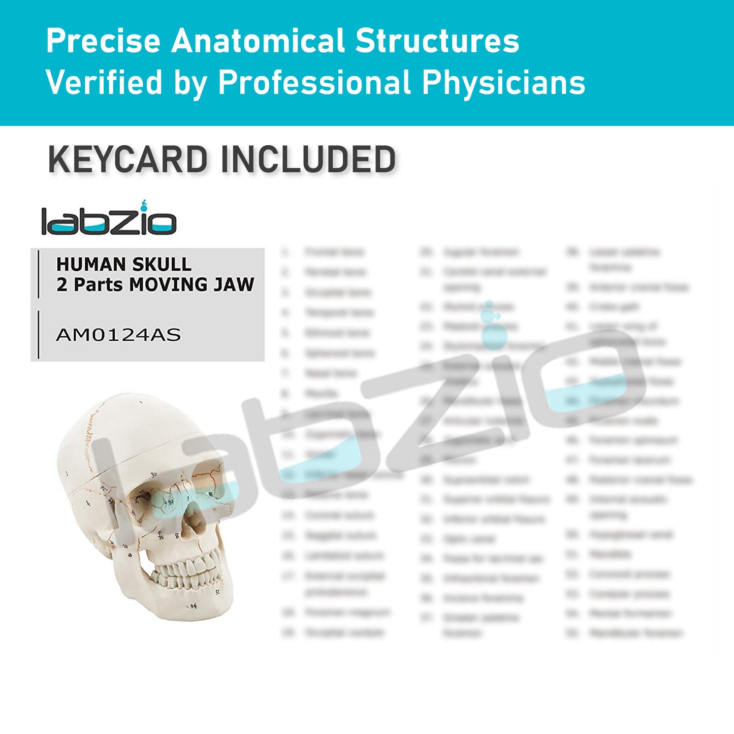Life Size Human Skull Model for Anatomy, Premium Skull with Extremely Detailed 54 Numbered Features, Landmarks are Numbered by Hand for Extreme Precision (Sutures, Foramen and Other Details) (Copy)