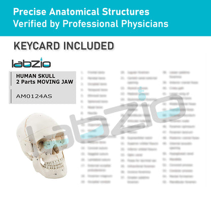 Life Size Human Skull Model for Anatomy, Premium Skull with Extremely Detailed 54 Numbered Features, Landmarks are Numbered by Hand for Extreme Precision (Sutures, Foramen and Other Details) (Copy)