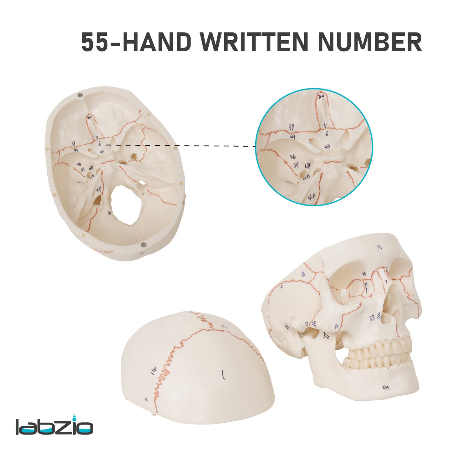 Life Size Human Skull Model for Anatomy, Premium Skull with Extremely Detailed 54 Numbered Features, Landmarks are Numbered by Hand for Extreme Precision (Sutures, Foramen and Other Details) (Copy)