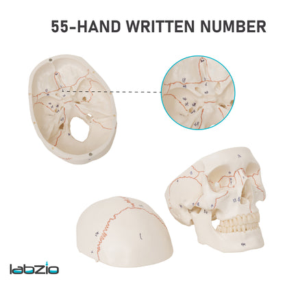 Life Size Human Skull Model for Anatomy, Premium Skull with Extremely Detailed 54 Numbered Features, Landmarks are Numbered by Hand for Extreme Precision (Sutures, Foramen and Other Details) (Copy)