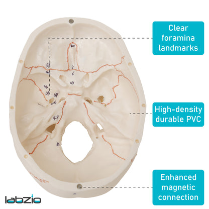 Life Size Human Skull Model for Anatomy, Premium Skull with Extremely Detailed 54 Numbered Features, Landmarks are Numbered by Hand for Extreme Precision (Sutures, Foramen and Other Details) (Copy)