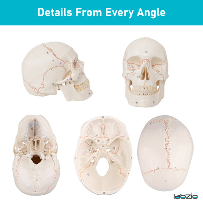 Life Size Human Skull Model for Anatomy, Premium Skull with Extremely Detailed 54 Numbered Features, Landmarks are Numbered by Hand for Extreme Precision (Sutures, Foramen and Other Details) (Copy)