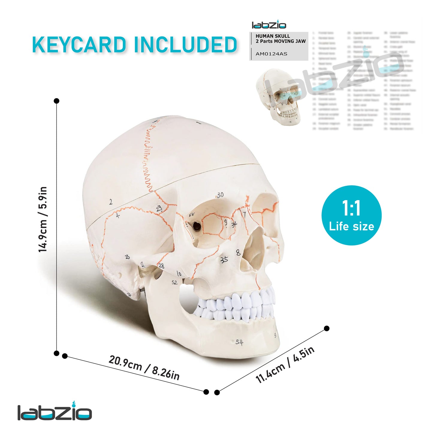 Life Size Human Skull Model for Anatomy, Premium Skull with Extremely Detailed 54 Numbered Features, Landmarks are Numbered by Hand for Extreme Precision (Sutures, Foramen and Other Details)
