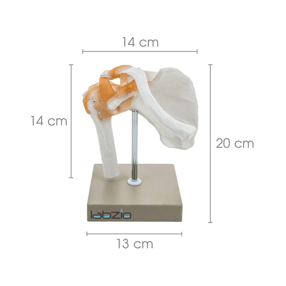 Human Shoulder Joint Model with Flexible Ligaments To Show Movement, Anatomically Accurate, Orthopedic Model, Comes With Detailed Study Guide