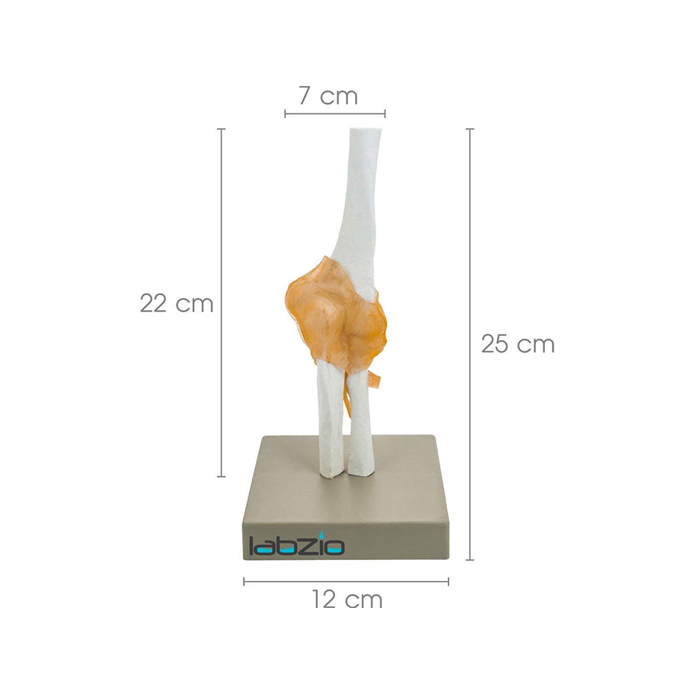 Human Elbow Joint Model with Flexible Ligaments, Anatomically Accurate, Orthopedic Model, with Detailed Study Guide