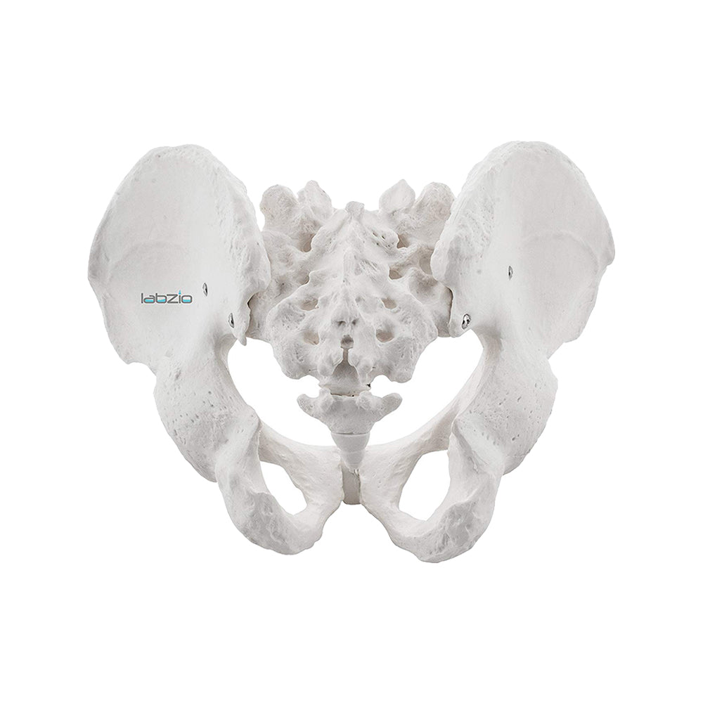 Male Pelvis Skeleton Model, Anatomically Correct, Life Size