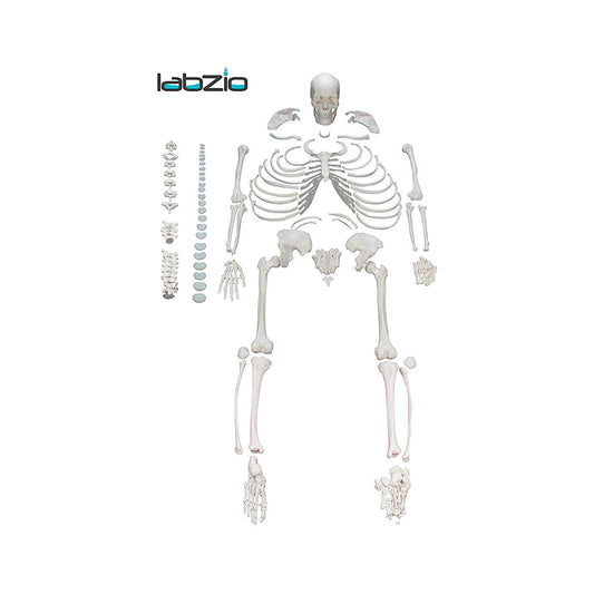 Life Size Disarticulated Human Skeleton With 3 Part Skull , Movable Jaw, One Side Hand And Foot Joint