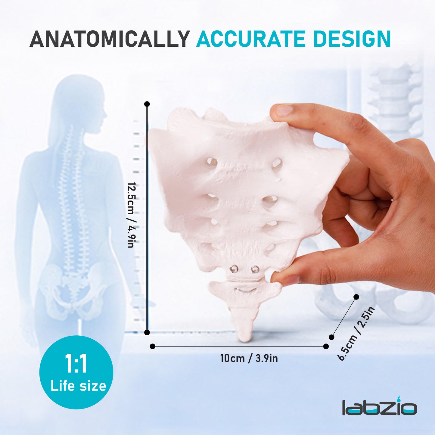Sacrum Bone with Coccyx Bone