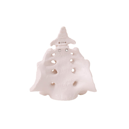 Sacrum Bone with Coccyx Bone