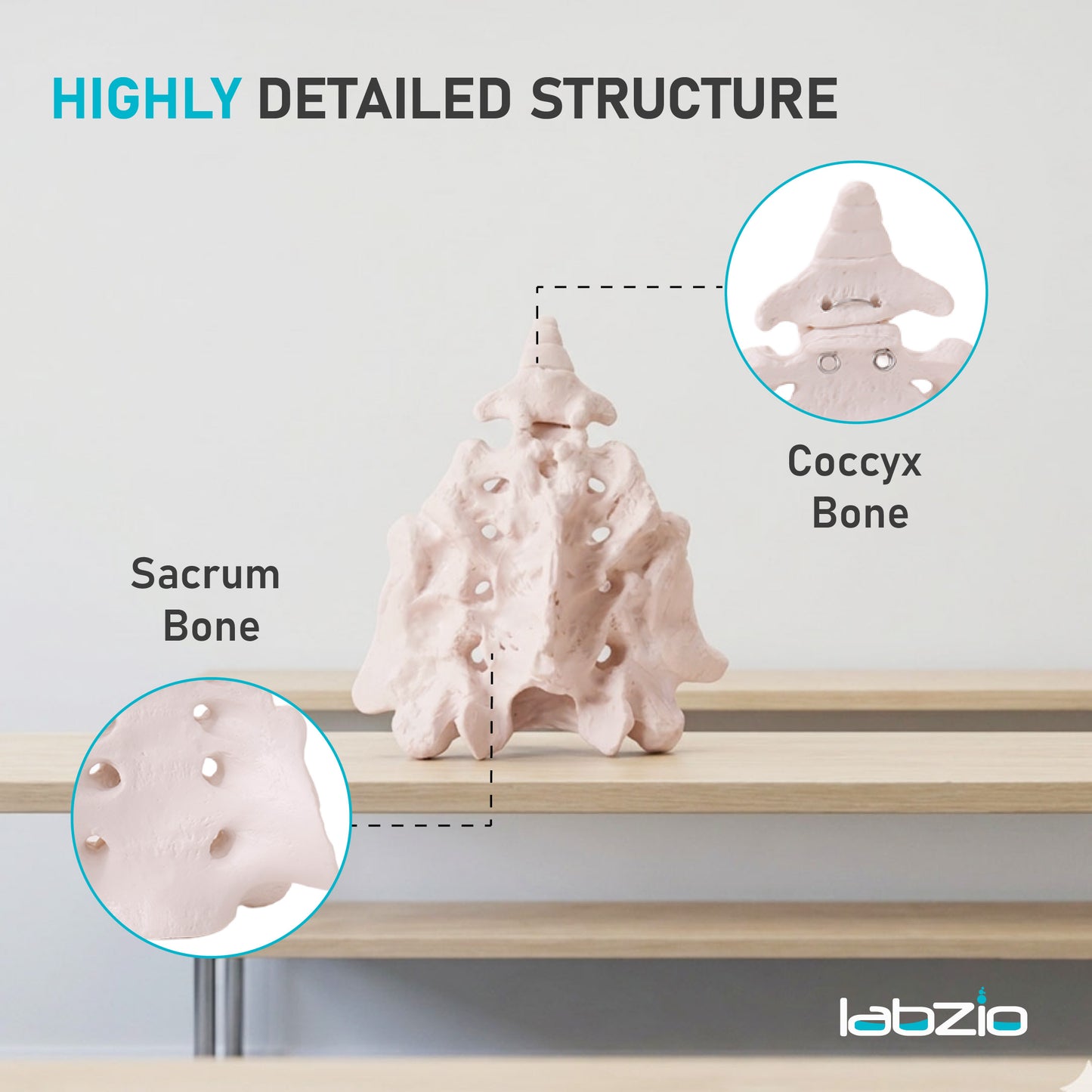 Sacrum Bone with Coccyx Bone