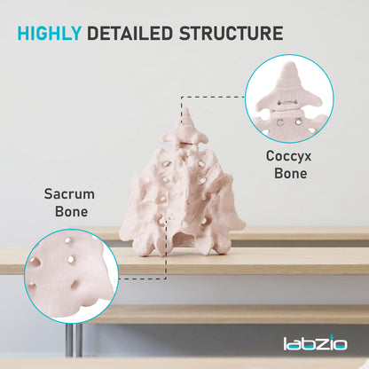 Sacrum Bone with Coccyx Bone
