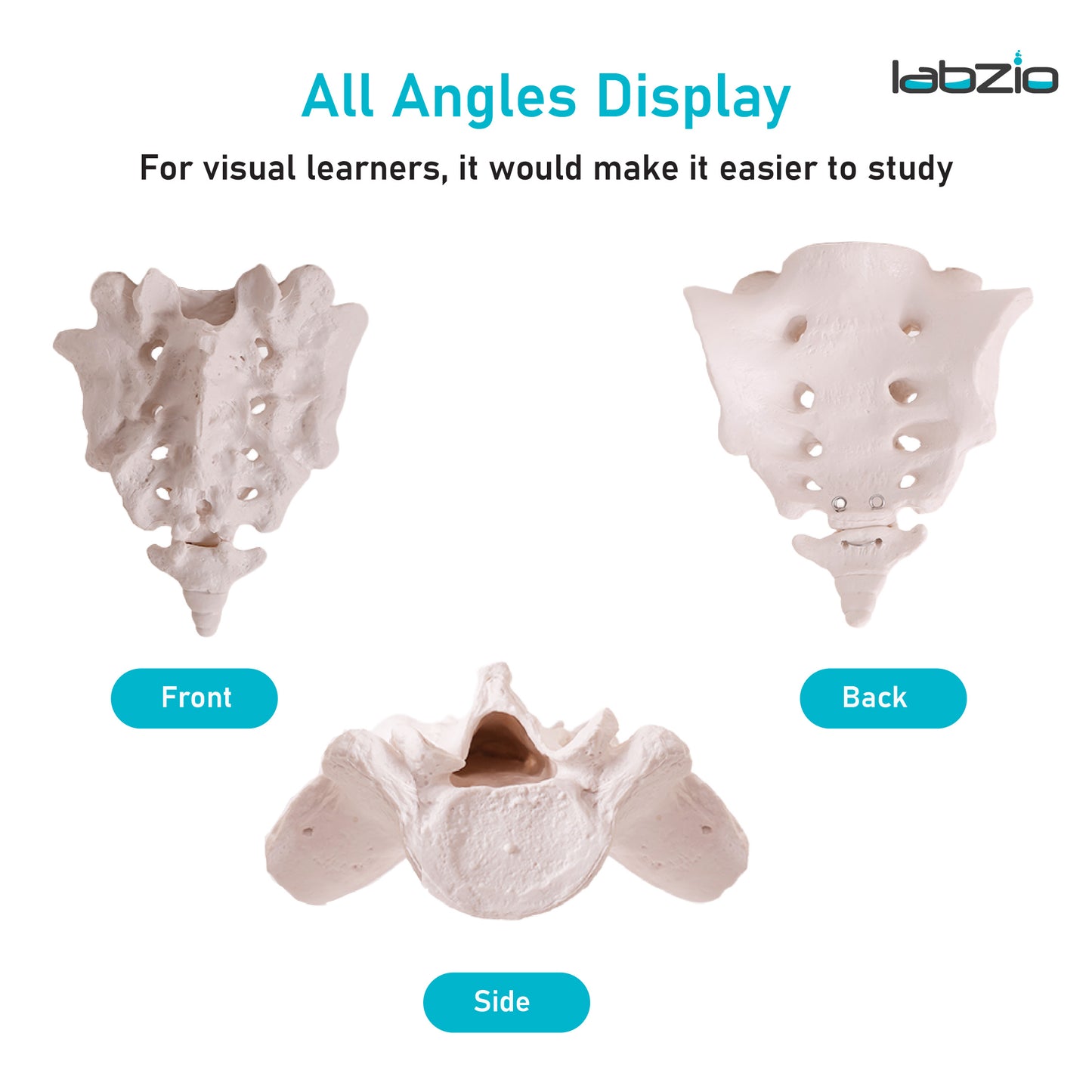 Sacrum Bone with Coccyx Bone
