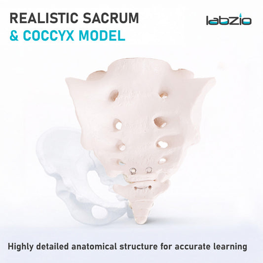 Sacrum Bone with Coccyx Bone