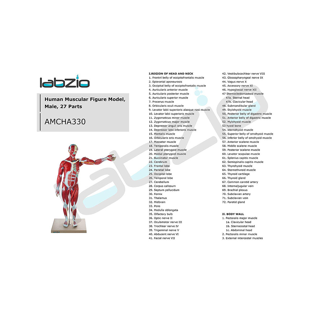 Human Muscular Figure Model Male Anatomical Model 27 Parts with Detailed Key Card