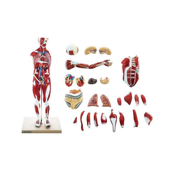 Human Muscular Figure Model Male Anatomical Model 27 Parts with Detailed Key Card