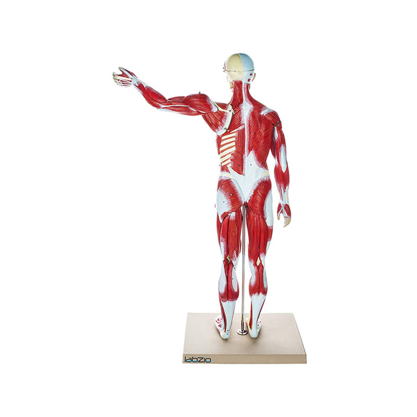 Human Muscular Figure Model Male Anatomical Model 27 Parts with Detailed Key Card