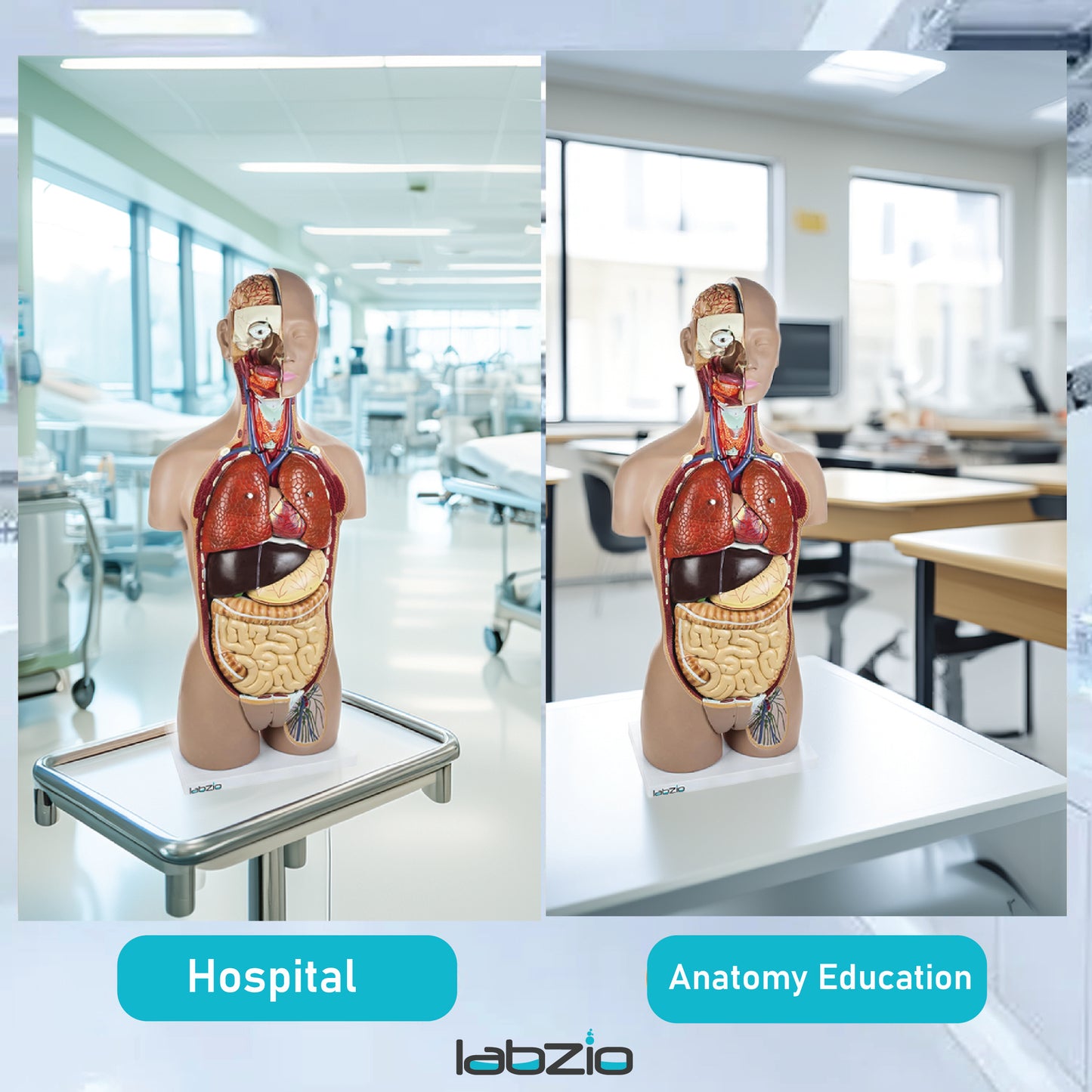 LABZIO Kid Pvc Anatomical Life Size Human Torso Model With Interchangeable Reproductive System With Open Back, Detailed Key Card And 27 Removable Parts (Red, Brown)