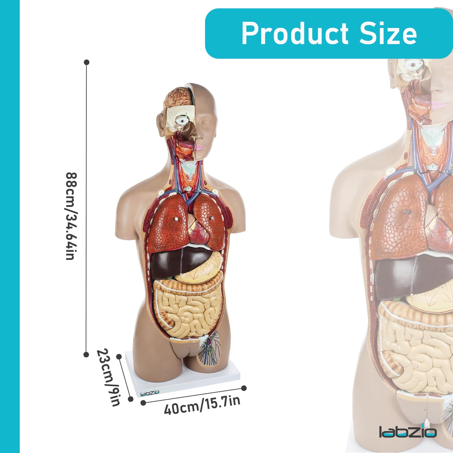 LABZIO Kid Pvc Anatomical Life Size Human Torso Model With Interchangeable Reproductive System With Open Back, Detailed Key Card And 27 Removable Parts (Red, Brown)