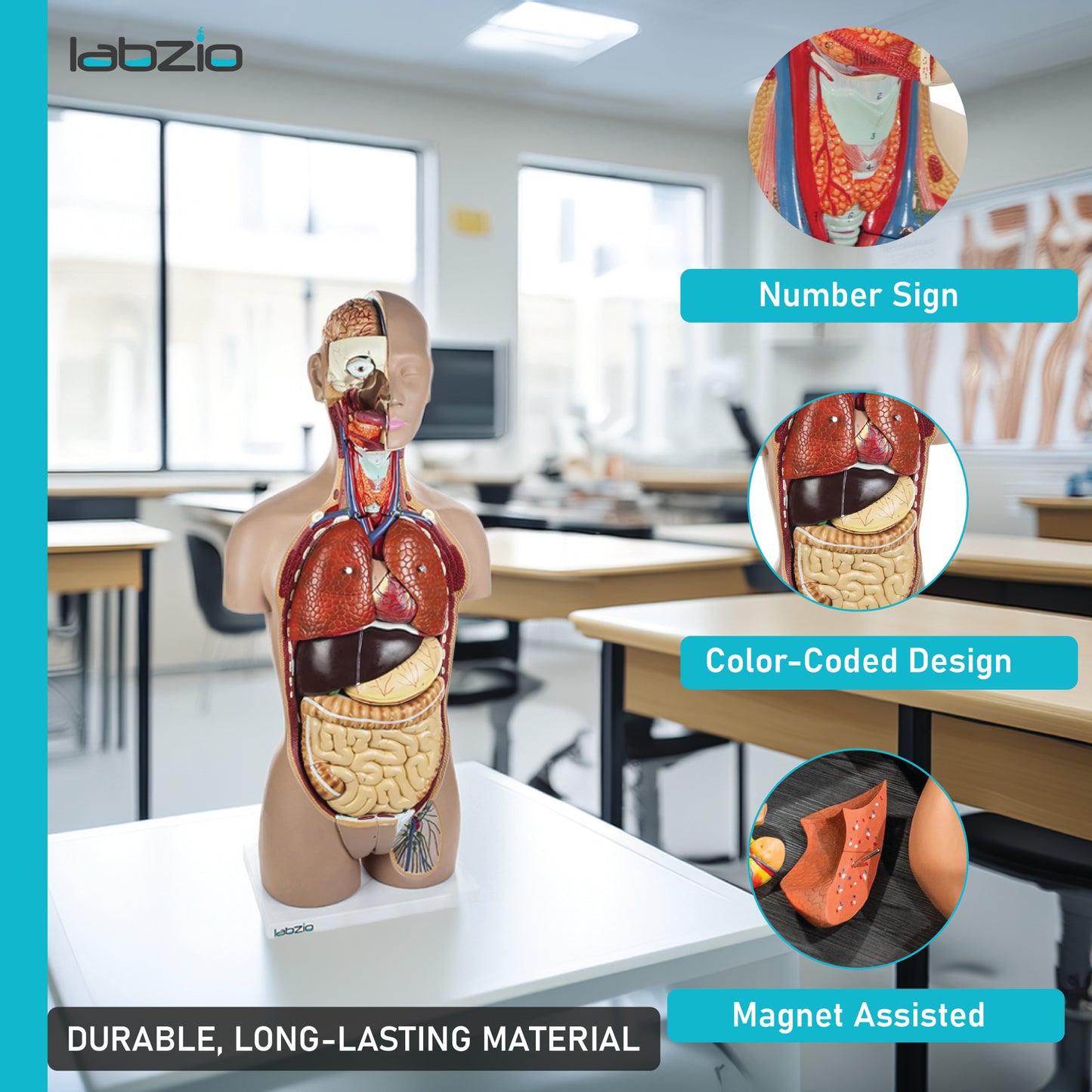 LABZIO Kid Pvc Anatomical Life Size Human Torso Model With Interchangeable Reproductive System With Open Back, Detailed Key Card And 27 Removable Parts (Red, Brown)