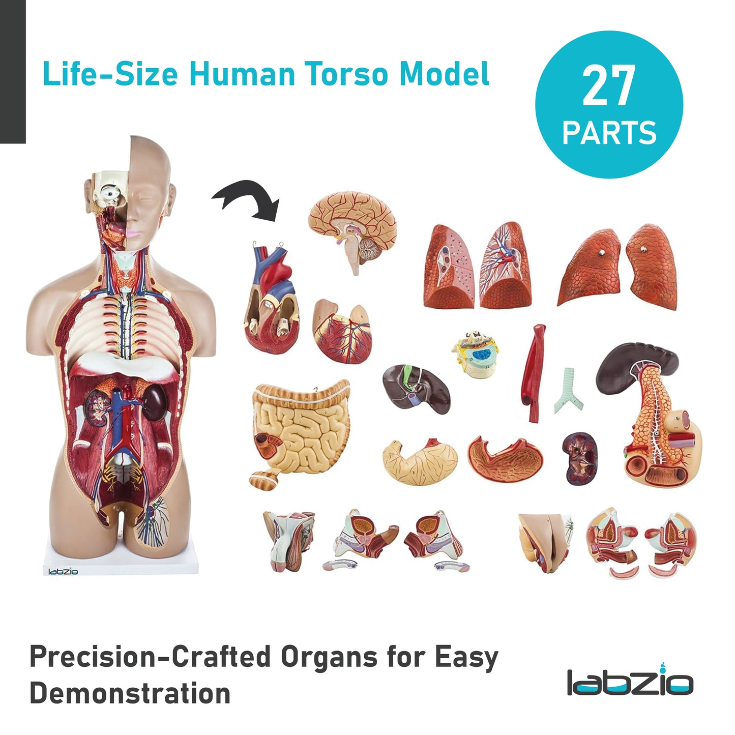 LABZIO Kid Pvc Anatomical Life Size Human Torso Model With Interchangeable Reproductive System With Open Back, Detailed Key Card And 27 Removable Parts (Red, Brown)