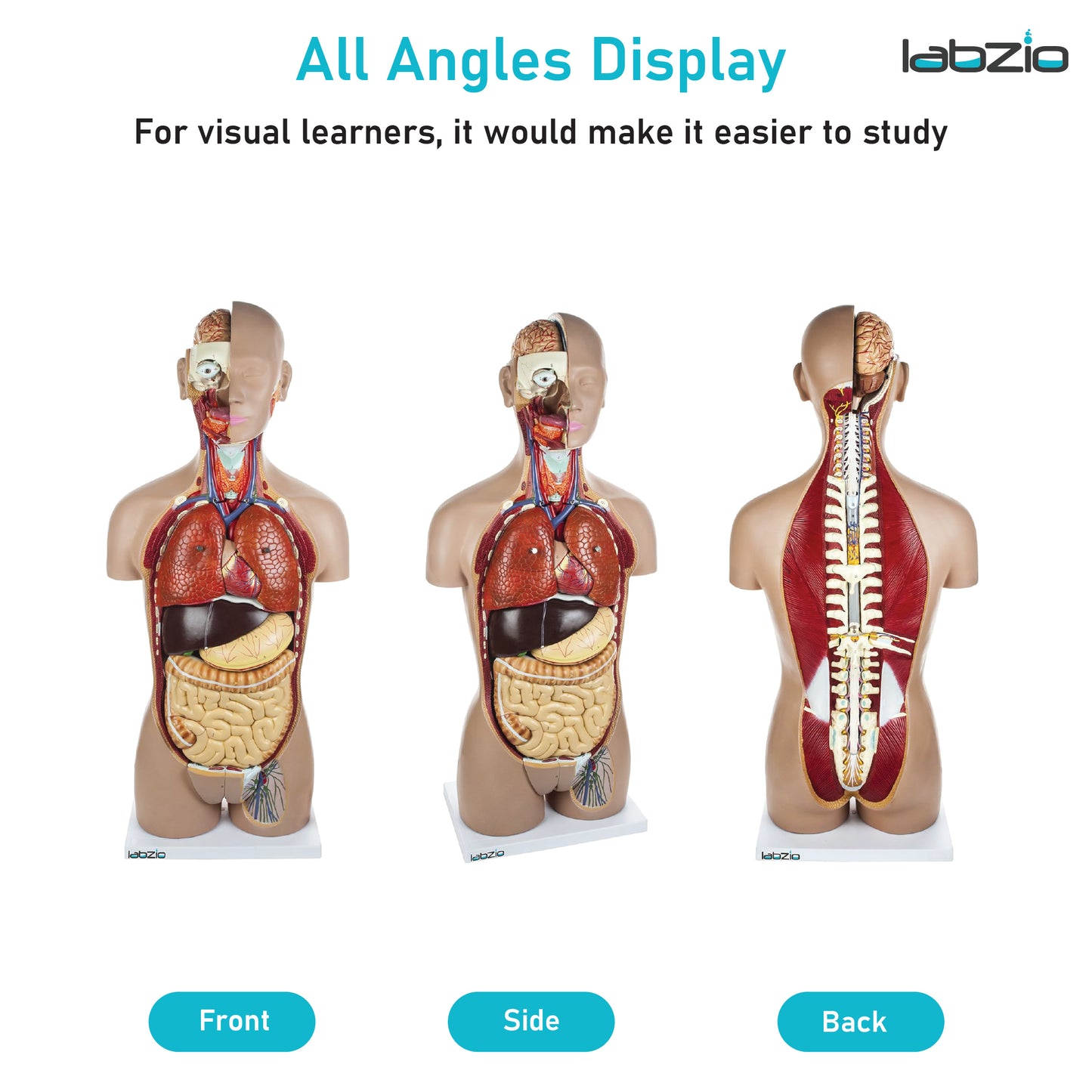 LABZIO Kid Pvc Anatomical Life Size Human Torso Model With Interchangeable Reproductive System With Open Back, Detailed Key Card And 27 Removable Parts (Red, Brown)