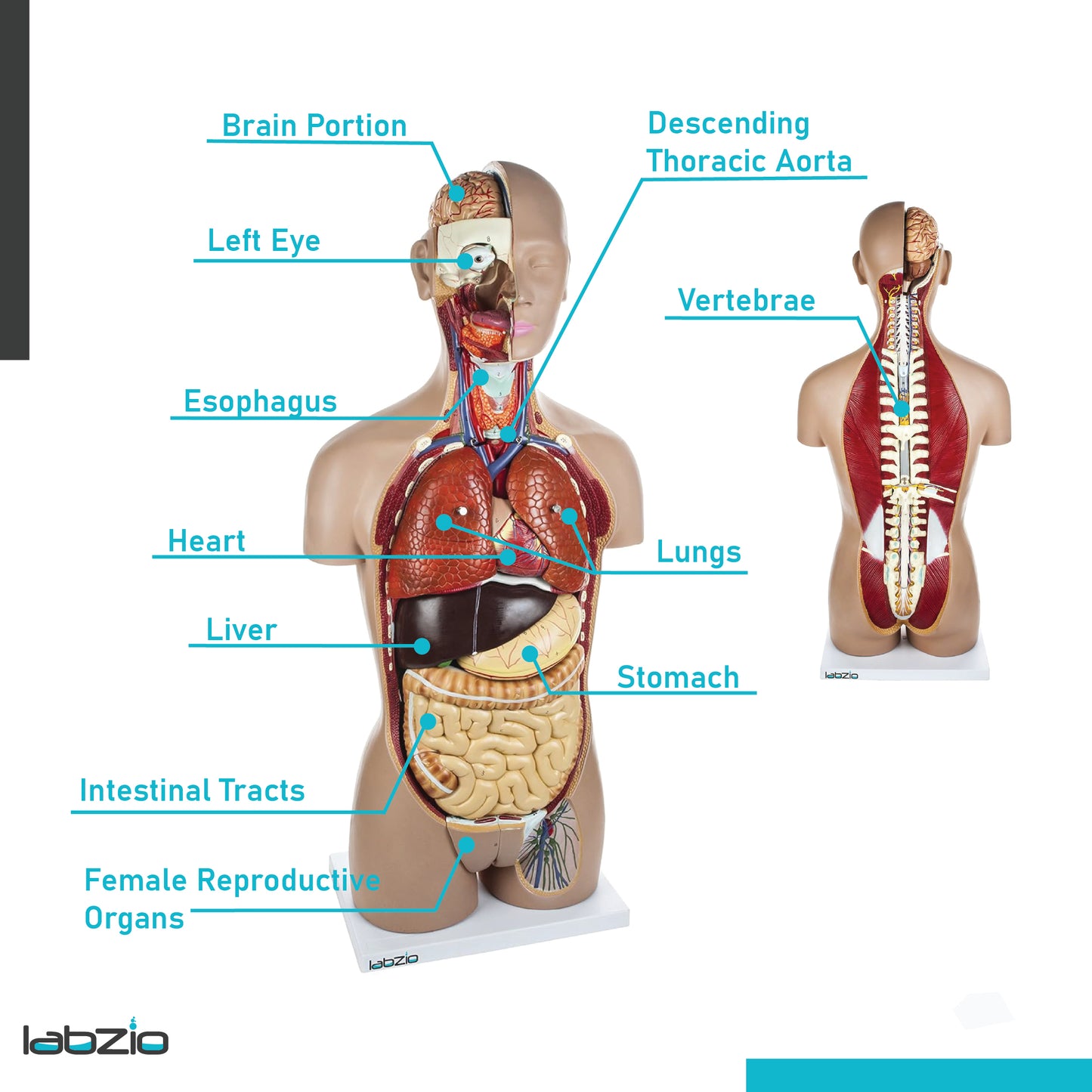 LABZIO Kid Pvc Anatomical Life Size Human Torso Model With Interchangeable Reproductive System With Open Back, Detailed Key Card And 27 Removable Parts (Red, Brown)