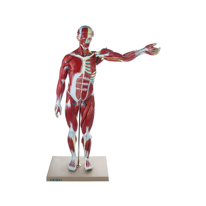 Human Muscular Figure Model Male Anatomical Model 27 Parts with Detailed Key Card