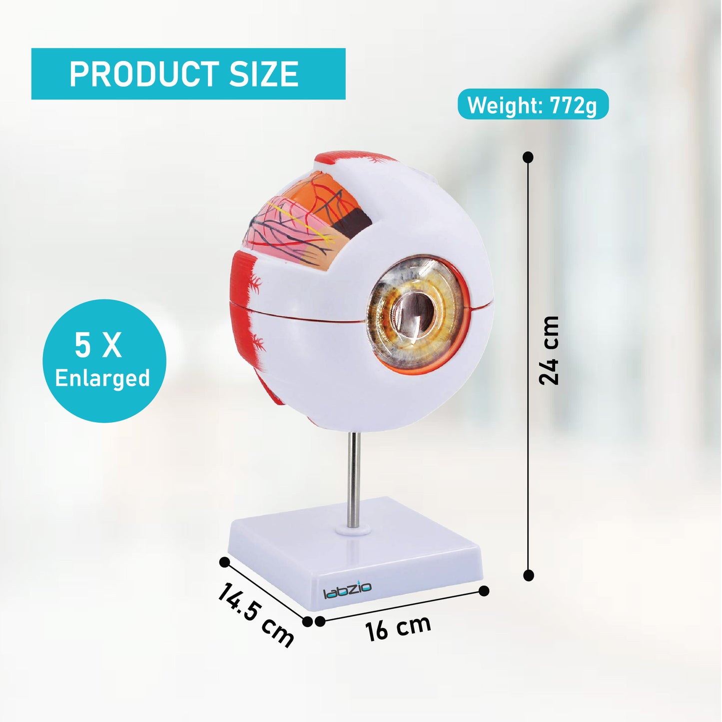 LABZIO Human Eye Model 6X Enlarged with 7 Detachable Parts | Dissectible Eyeball Anatomy Model with Detailed Key Card | Educational Medical Teaching Aid for School and College