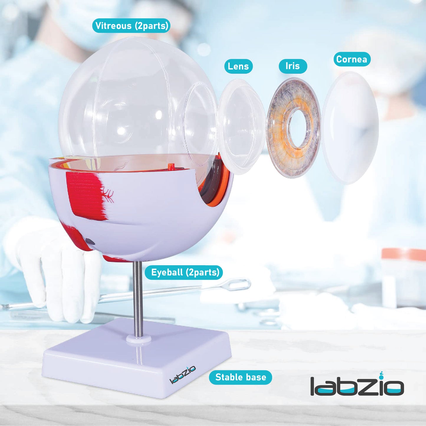 LABZIO Human Eye Model 6X Enlarged with 7 Detachable Parts | Dissectible Eyeball Anatomy Model with Detailed Key Card | Educational Medical Teaching Aid for School and College