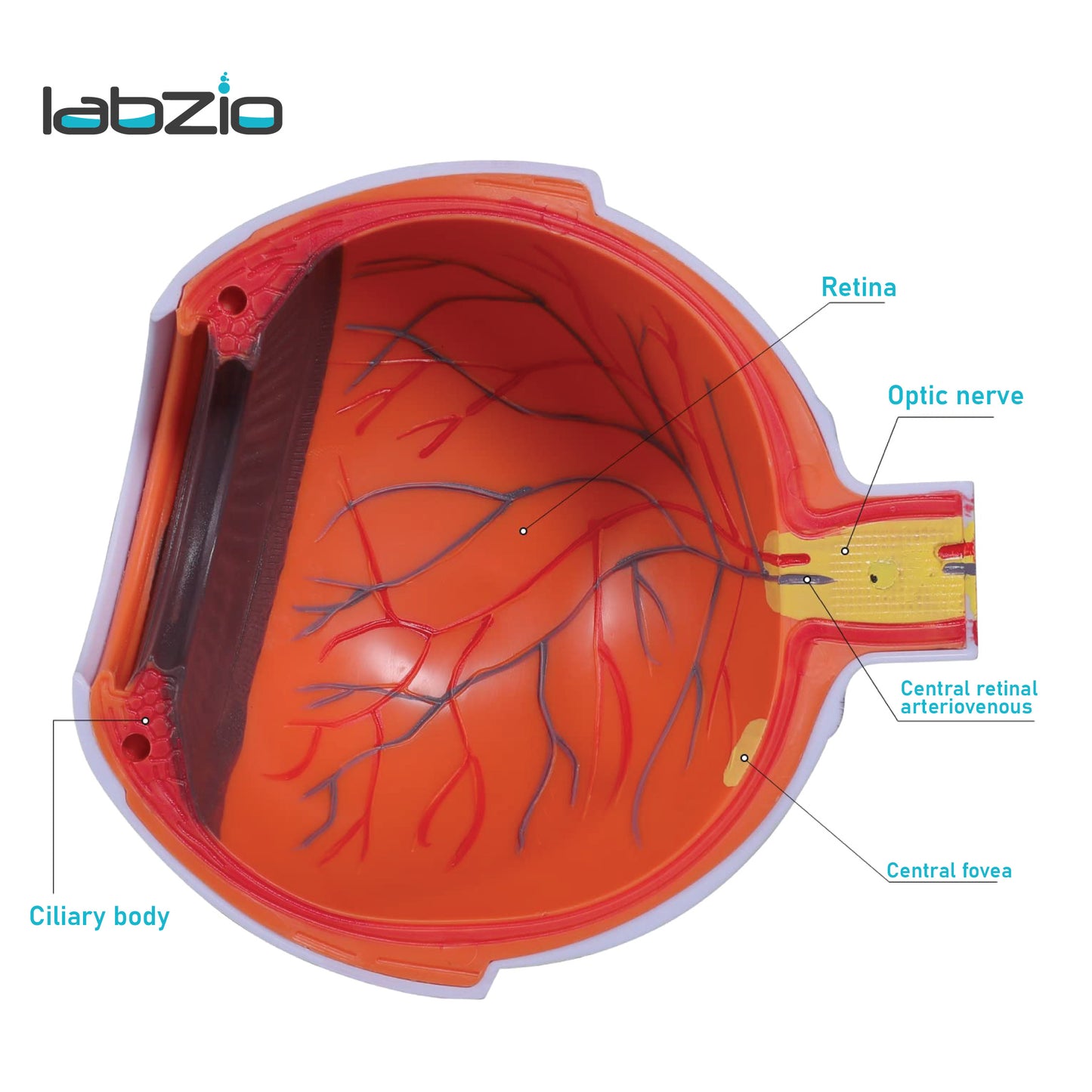 LABZIO Human Eye Model 6X Enlarged with 7 Detachable Parts | Dissectible Eyeball Anatomy Model with Detailed Key Card | Educational Medical Teaching Aid for School and College